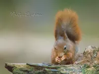 Knaagdieren [Rodentia]